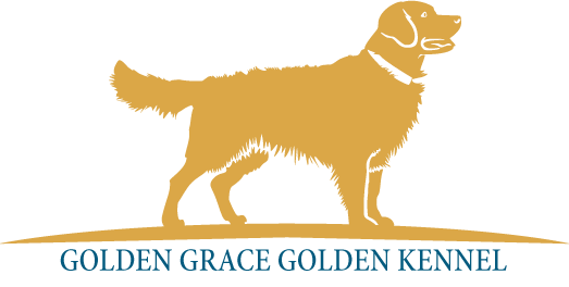 Golden Retriever kutyák